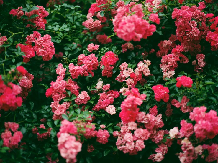 a group of red and pink flowers growing