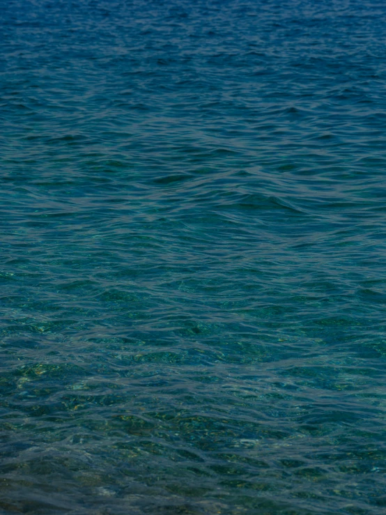 large body of water with green algae and blue sky