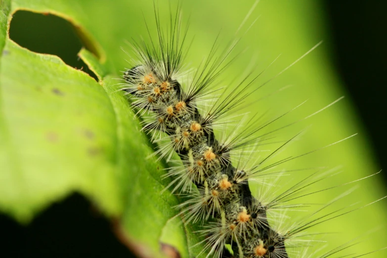 the caterpillar is on a leaf in the grass