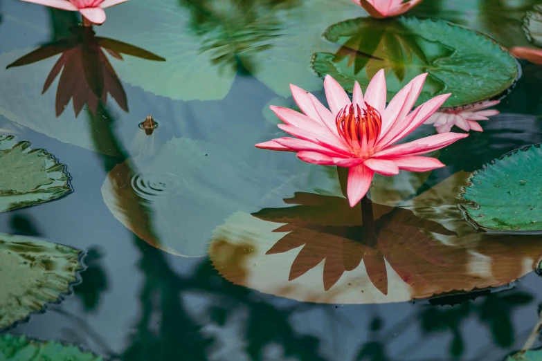 water lilies are floating on lily pads in the pond