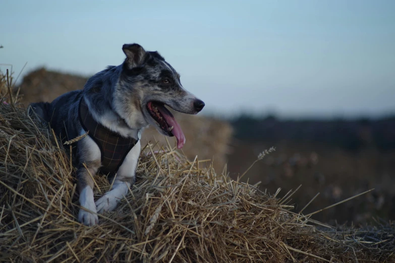 an adorable dog walking on top of a pile of hay