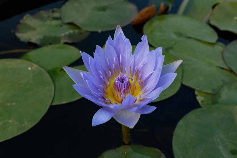 the blue water lily has an elegant flower