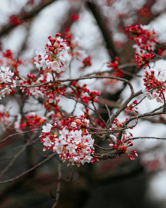 red and white flowers in the winter