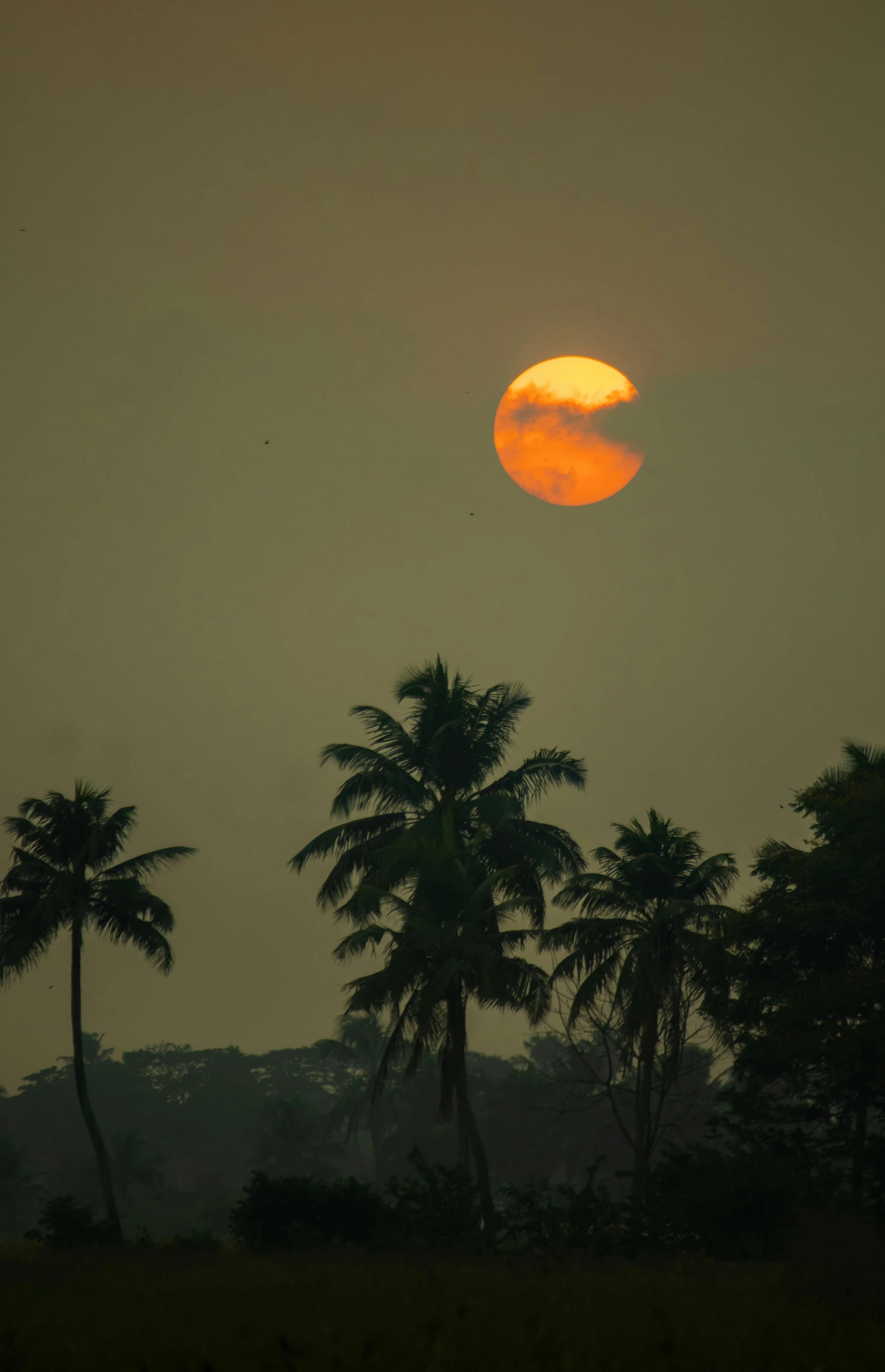 a sun and palm trees under a cloudy sky