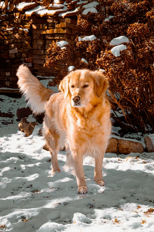 a dog standing in the snow looking at soing