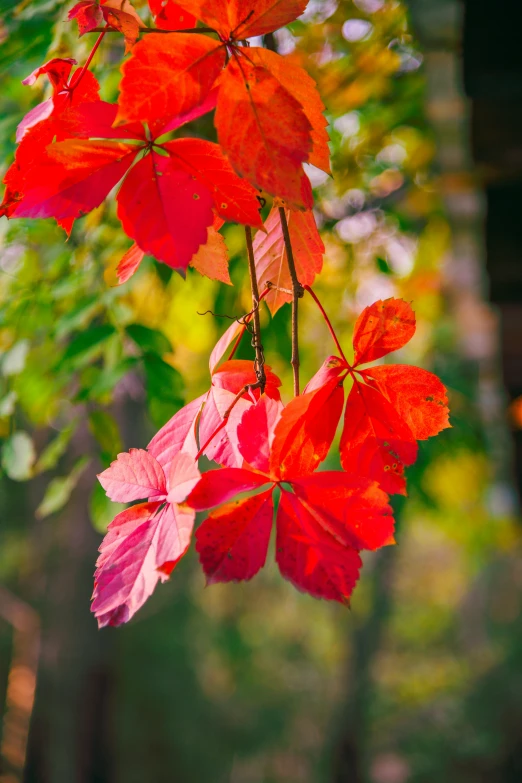 some red and pink leaves hang from a tree