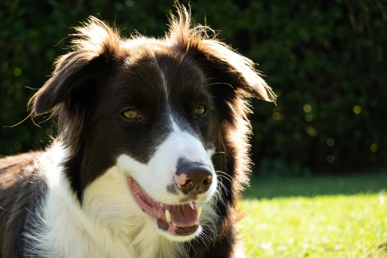 a brown and white dog with his mouth open looking ahead