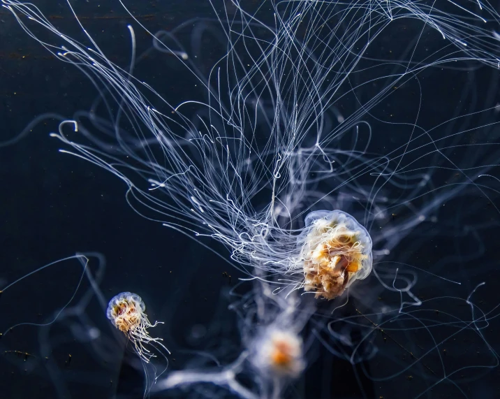 some very pretty jellyfish in the water