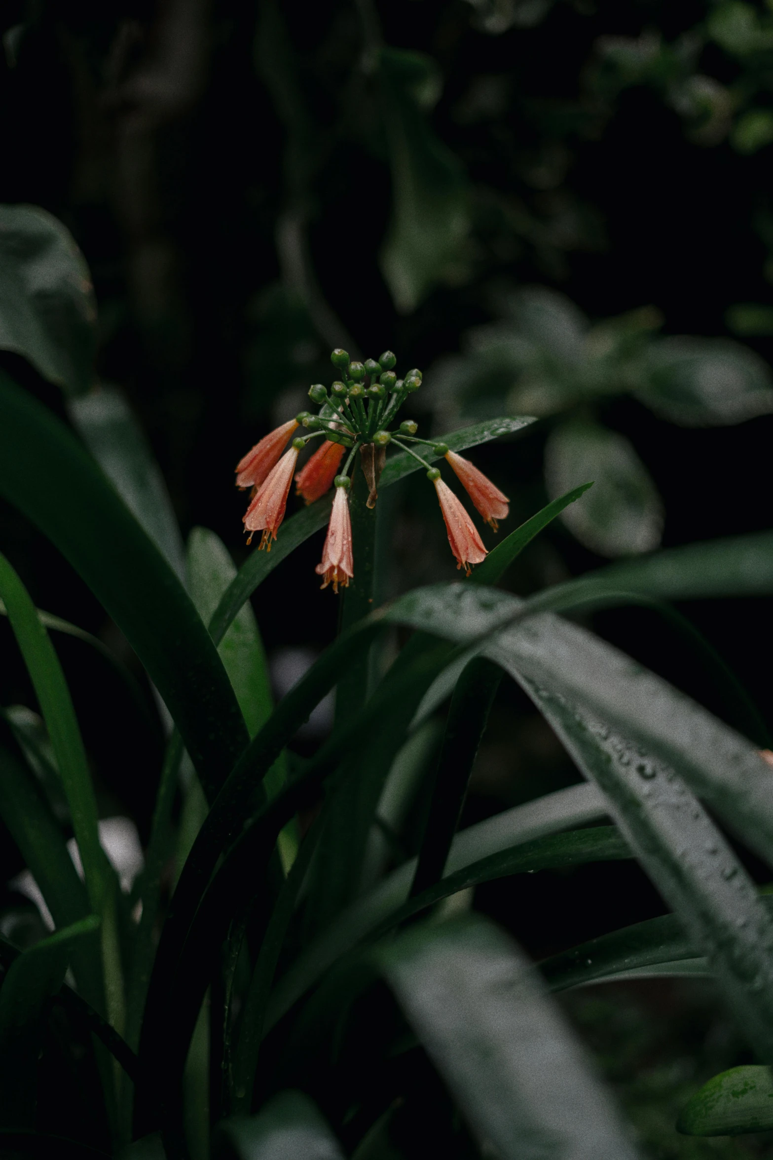 an orange flower in some tall green plants