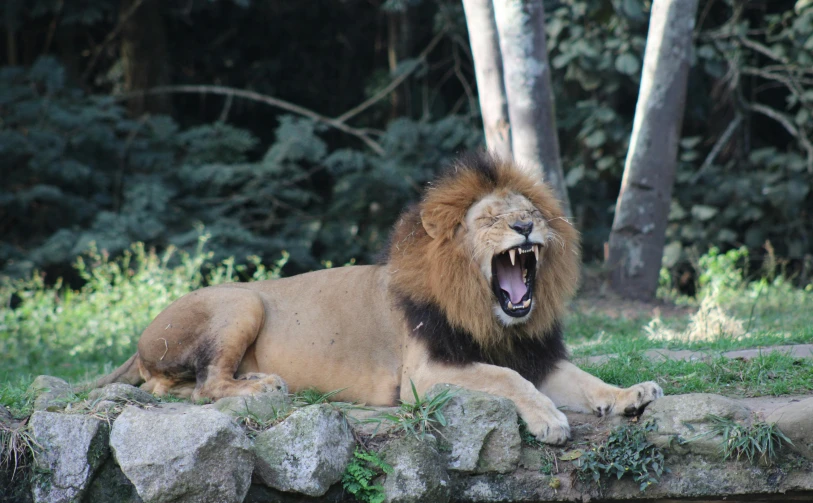 a lion lying on top of grass and a stone wall