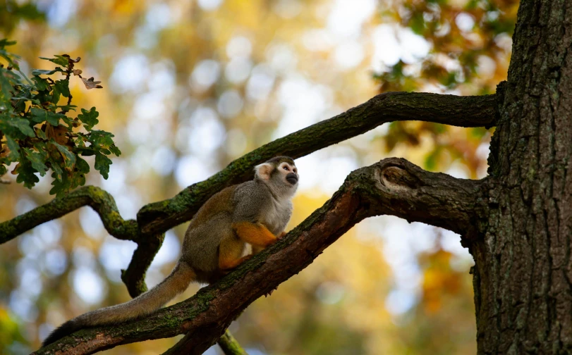 there is a monkey that is climbing up a tree