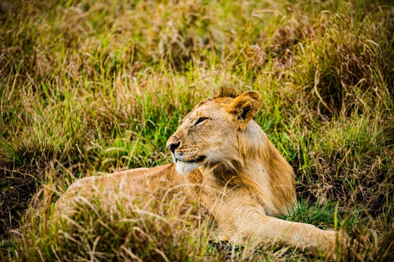 a lion lays in the middle of tall grass