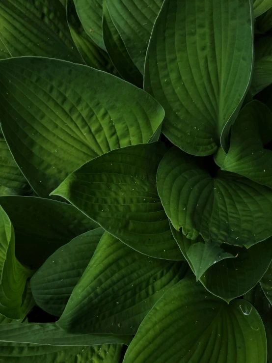 several leafy leaves, green, with water droplets