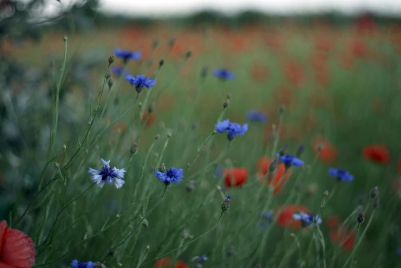 several red, blue and white flowers on a field