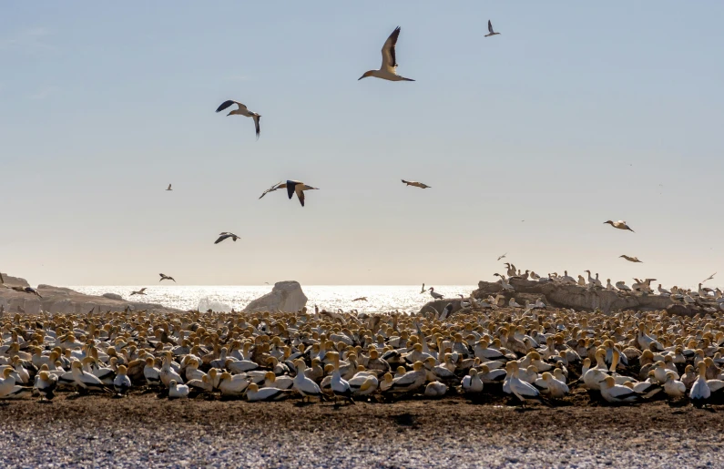 a large flock of birds standing on top of a sandy beach