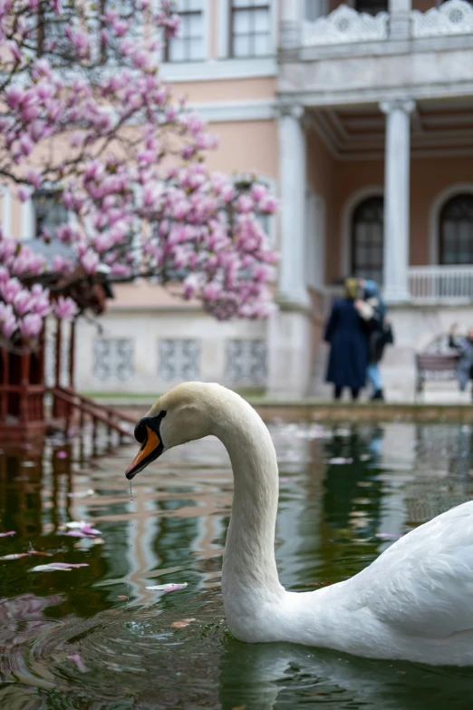 a goose is swimming by on the water