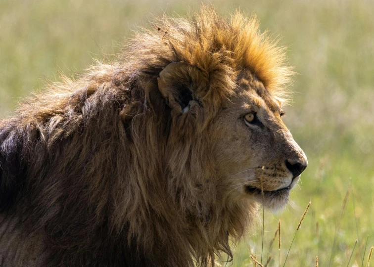 an adult lion looks to his left while standing on dry grass