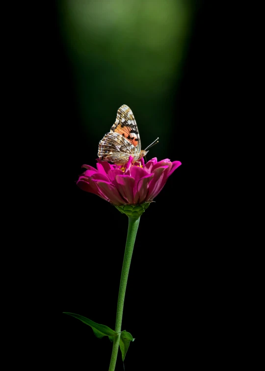 a bug on top of a purple flower