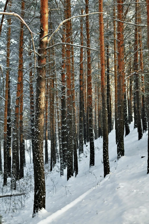 a snowy forest that is very tall and empty