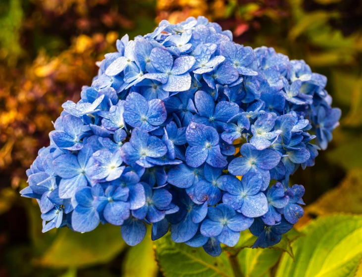 a close up of blue flowers with lots of leaves