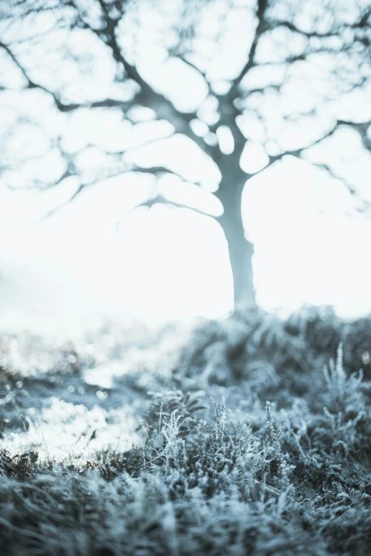 the snowy ground beneath a very tall tree