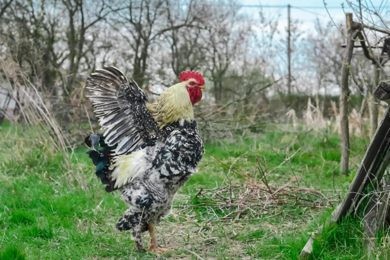 two roosters in their pen walking along a grassy patch