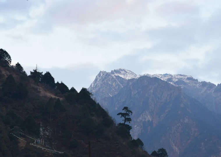 the mountain side has two green trees on the side