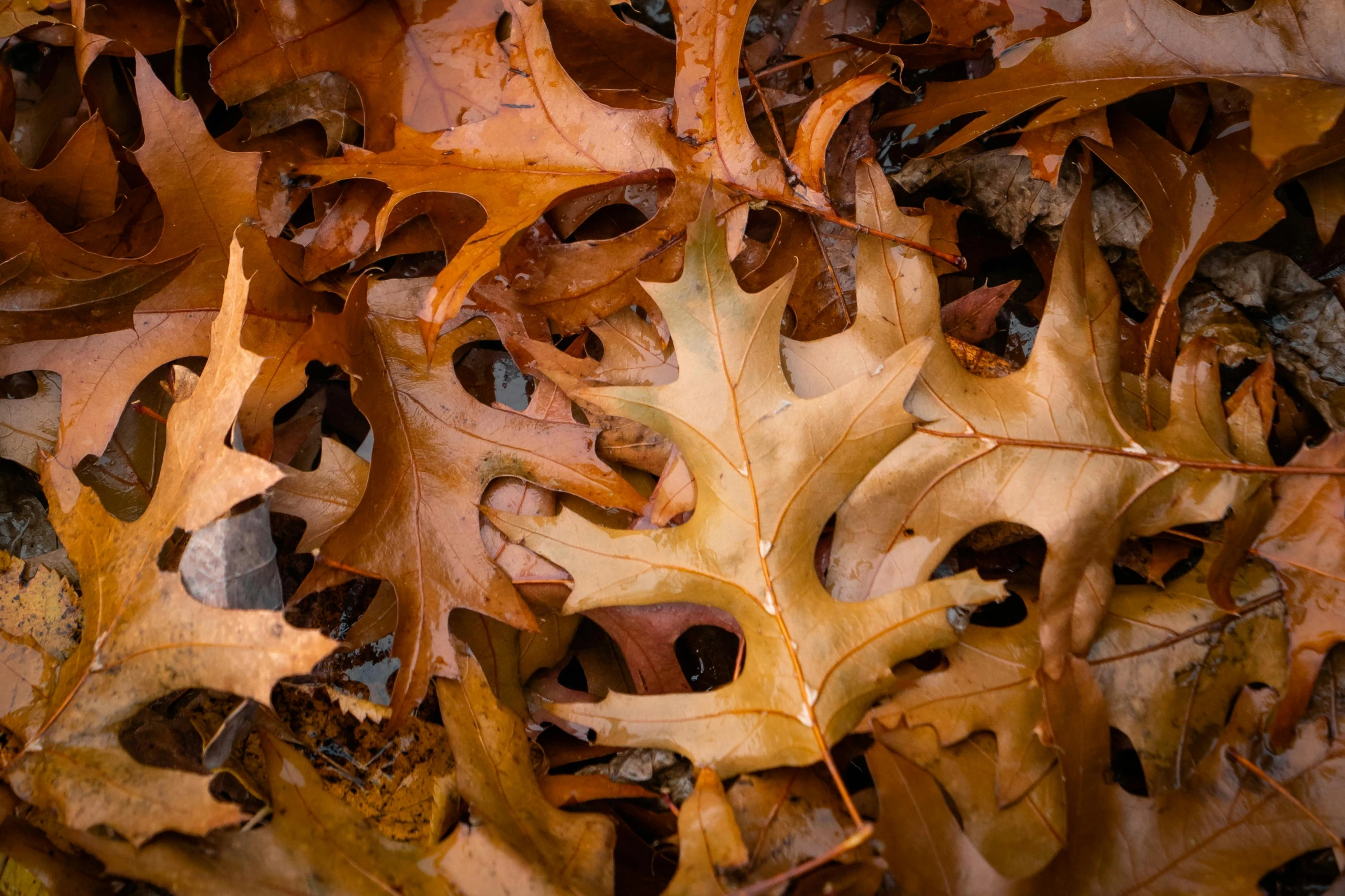 fallen leaves are shown in a pile of leaves