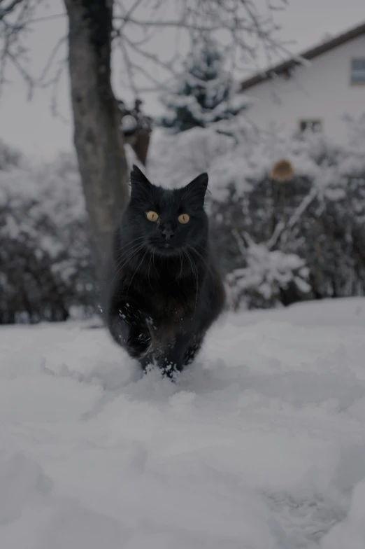 a cat that is running through some snow