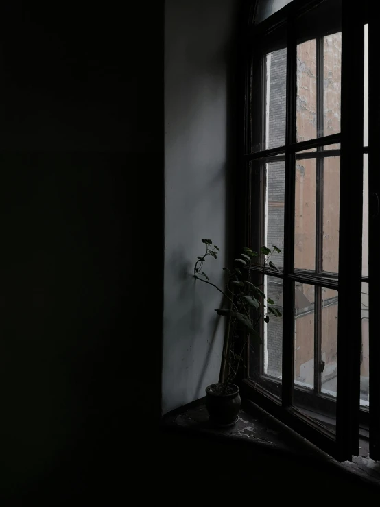 a small potted plant sits in a window