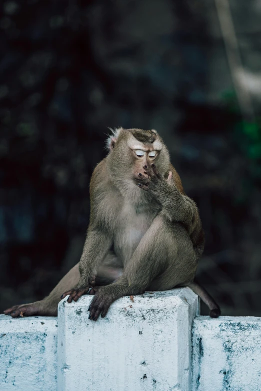 a monkey with its back to the camera with his hand in his mouth