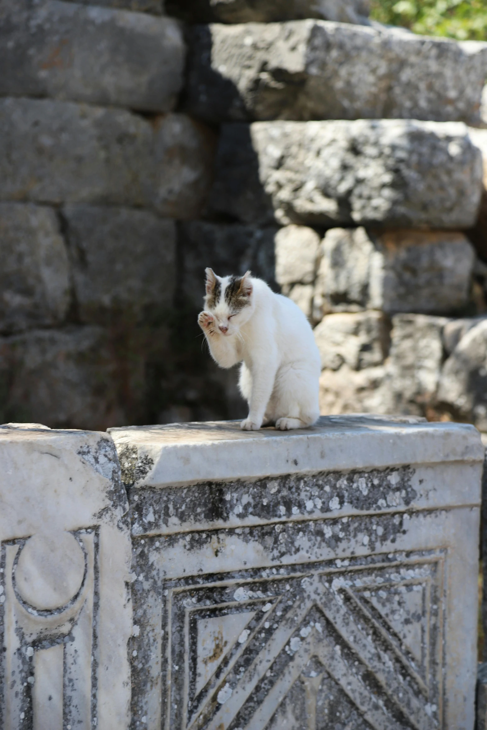 a cat is sitting on the edge of a column