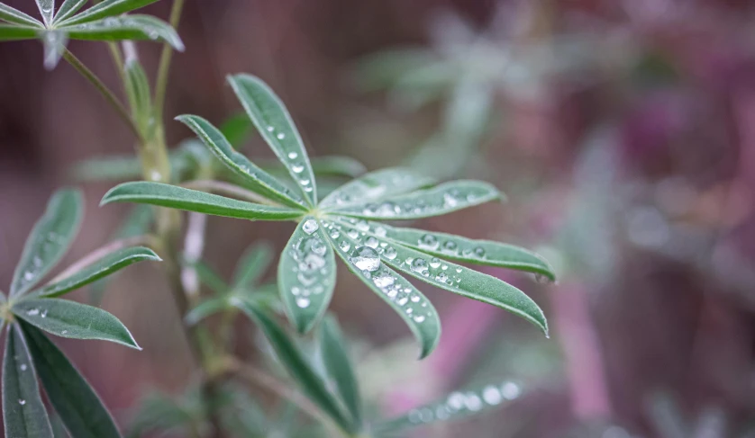 some little green plants that are next to each other