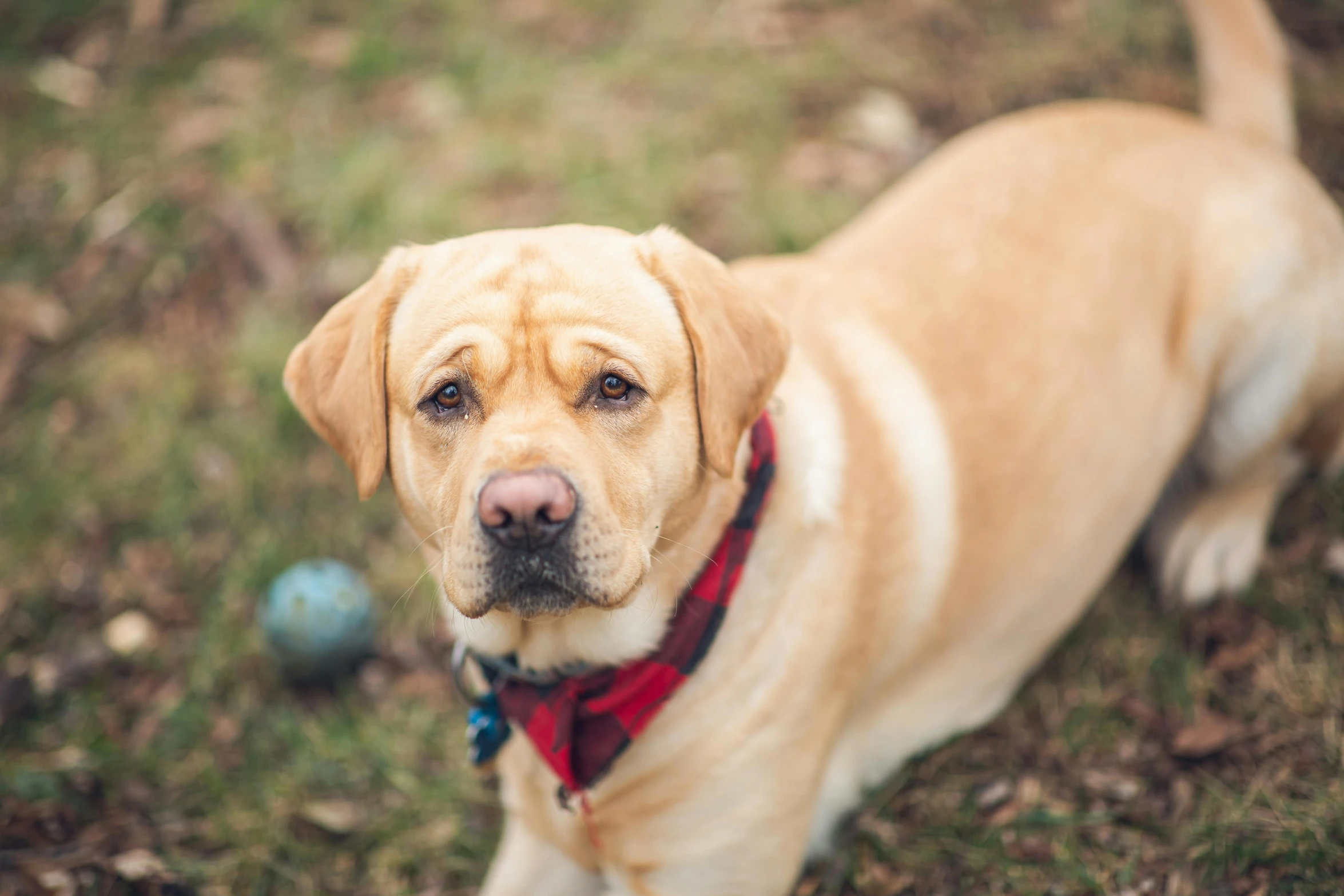 the dog is looking forward with an angry look on his face