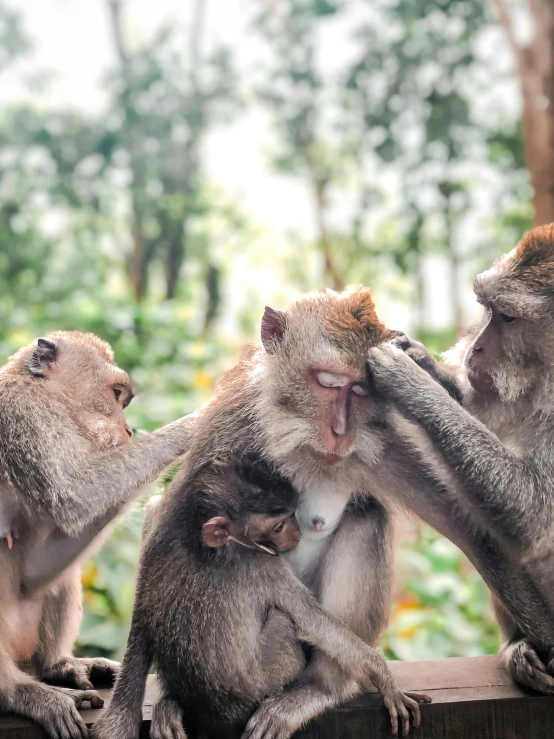 a group of monkeys sitting on top of a wooden deck