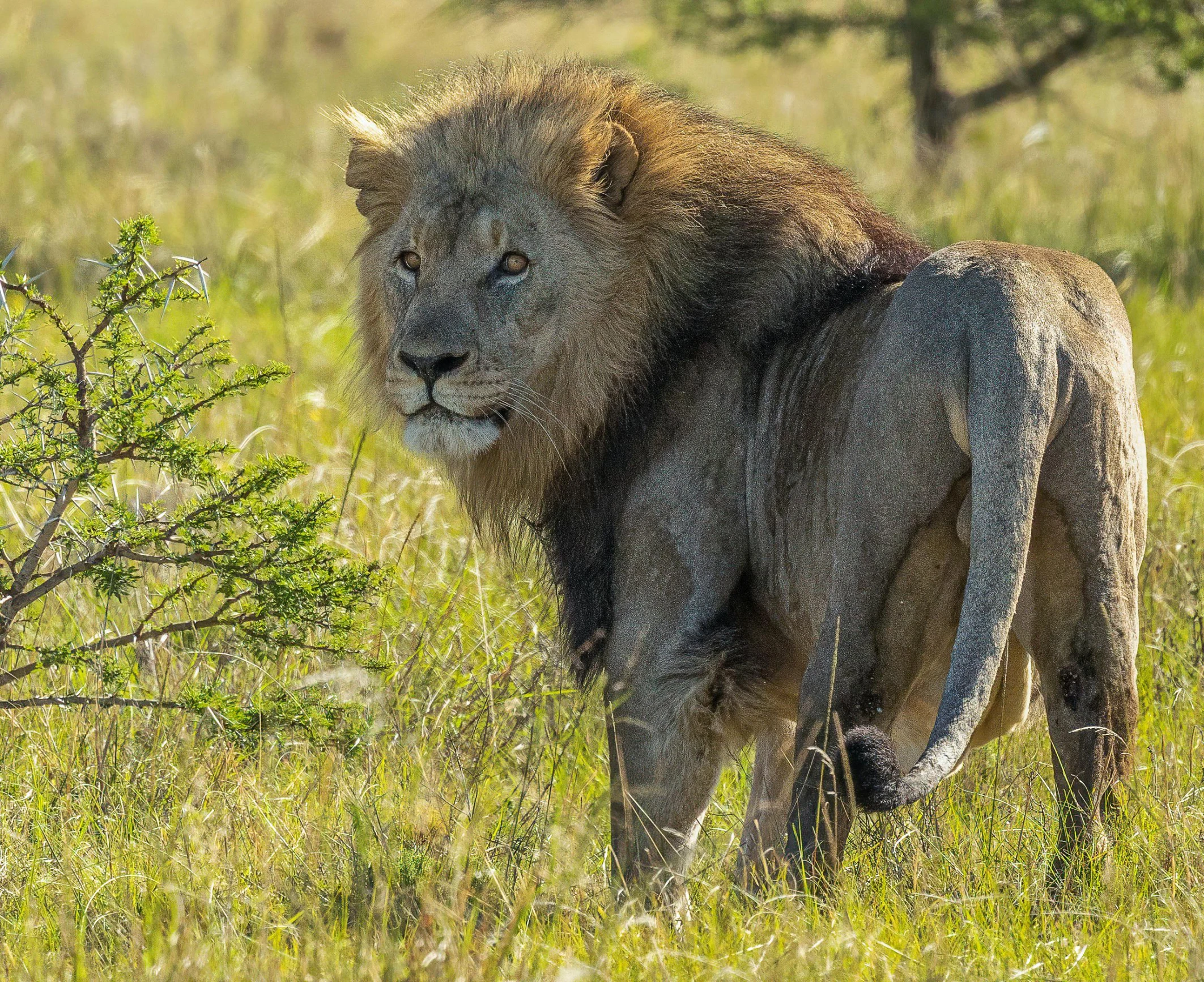 a lion walking through tall grass towards the camera