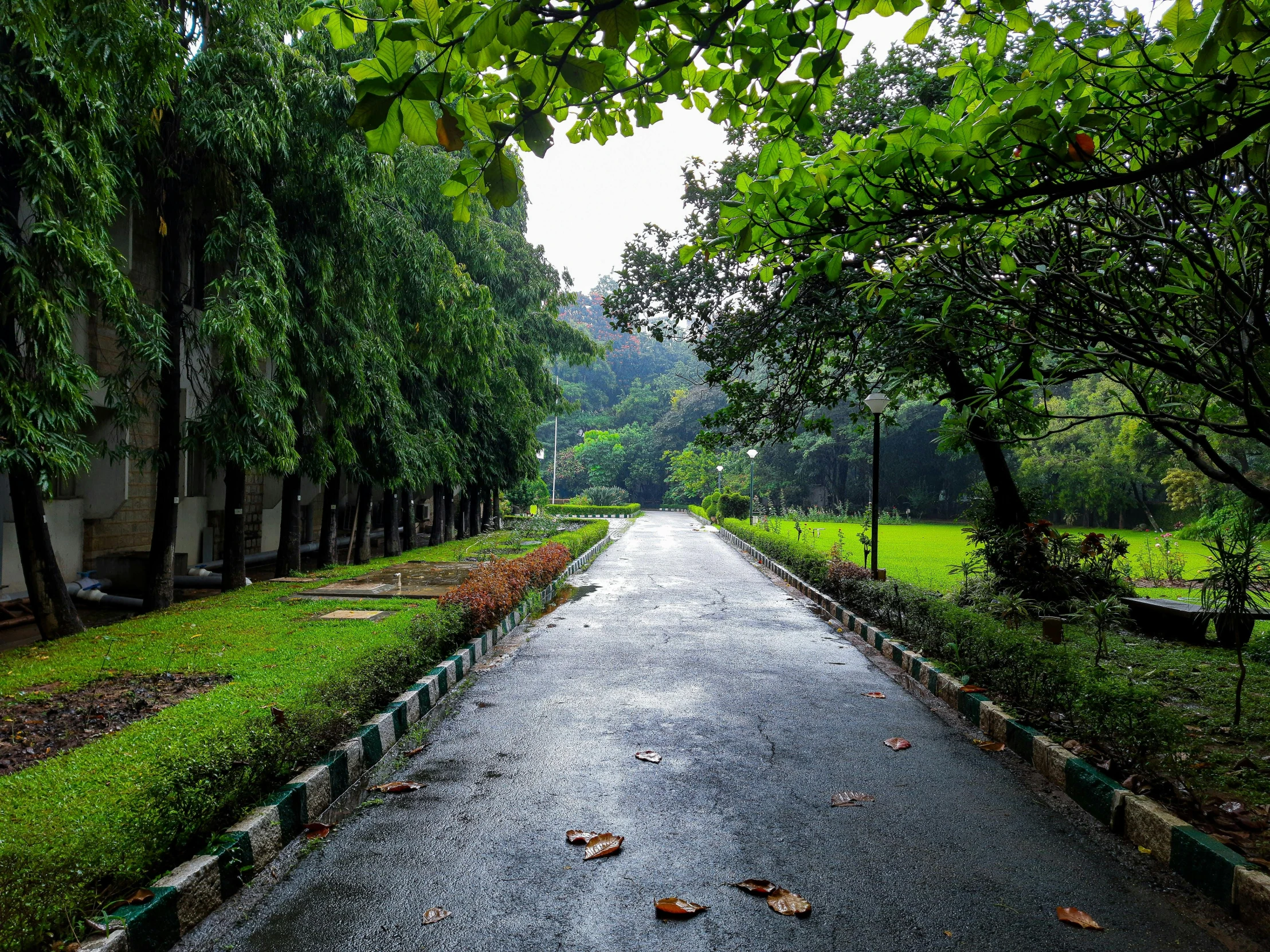 the path is surrounded by lots of trees and bushes