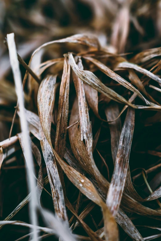 a plant with brown stems is sitting in the grass