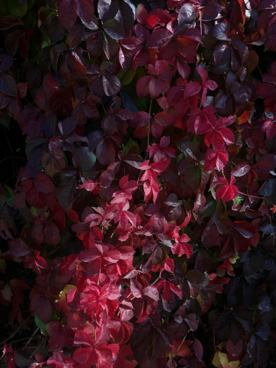 an aerial s of purple, red and green leaves