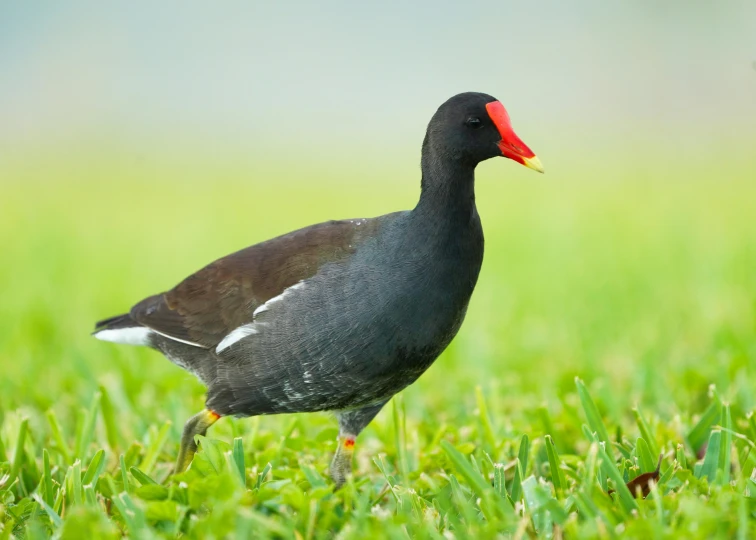 a black and gray bird with a red beak