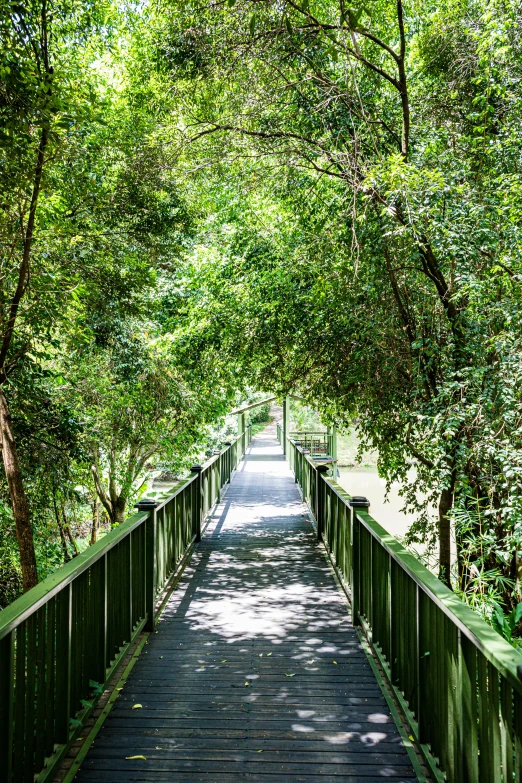 a bridge in the middle of a forest leading to trees