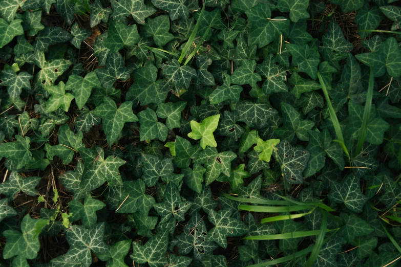 some leaves are growing in a green bed