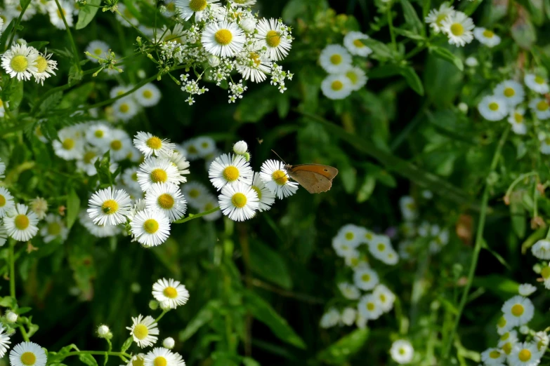 there are many small white flowers and yellow flowers