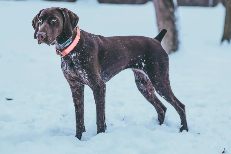 a brown dog standing on top of snow covered ground