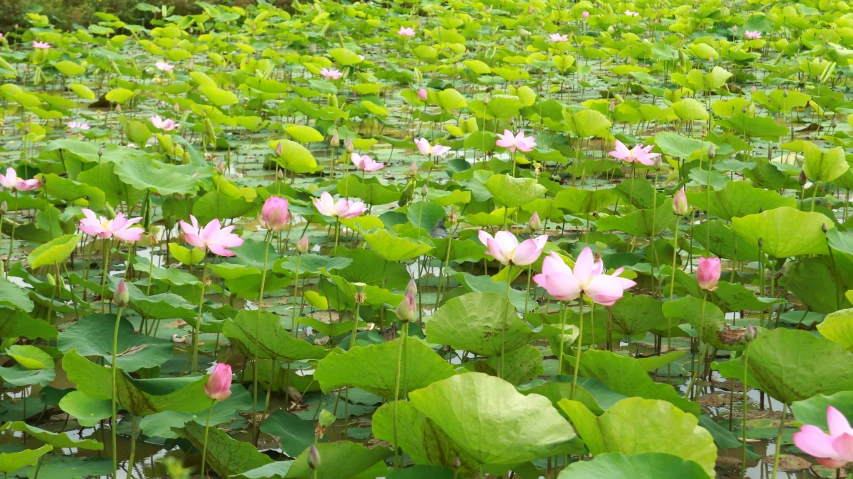 pink lotus flowers growing on a lake in the middle of water