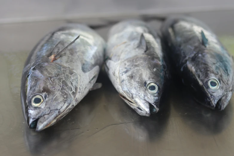 four fish with green eyes are sitting on a table