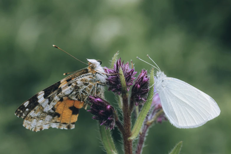 a small white erfly sitting on a flower