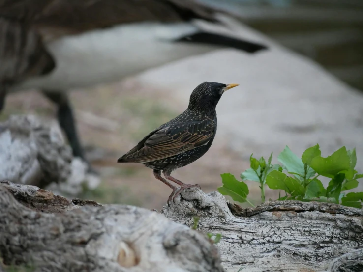 a close up of two birds on a rock near grass