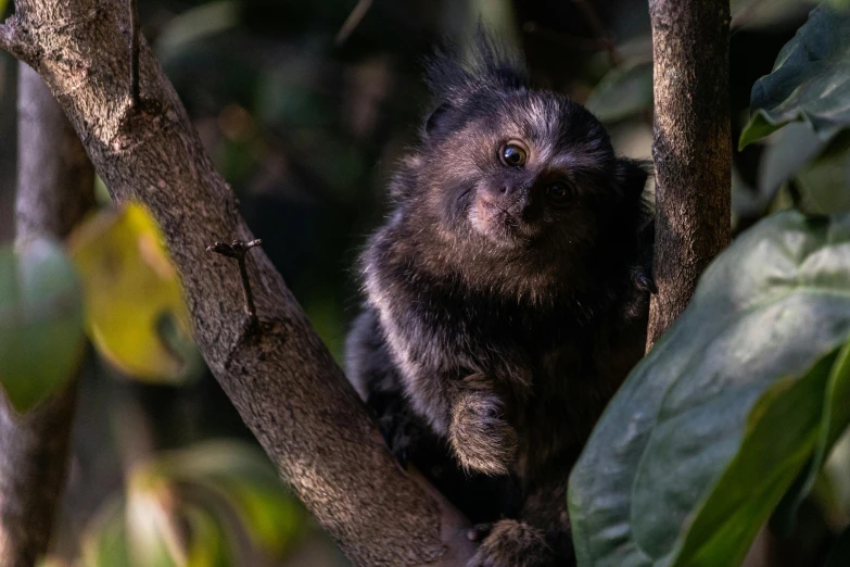 a small monkey in the tree is staring away