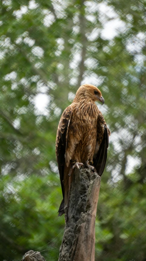 a large bird is sitting on a tree stump